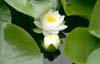 Water Lily, Chinese Garden Flowers