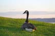 Canadian Goose, English Bay