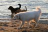 Dogs On The Beach, West Vancouver Dogs