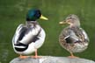 Ducks, Canada Stock Photos