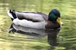 Mallard Duck, Canada Stock Photographs