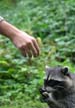 Raccoons, Stanley Park Wildlife