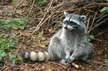 Raccoons, Stanley Park Wildlife