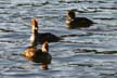 Wildlife, Canada Stock Photos