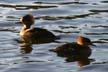 Wildlife, Wildlife Lost Lagoon