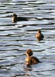 Wildlife, Canada Stock Photographs