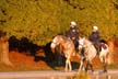 Mounties On Horses, Canada Stock Photos