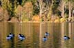 Lost Lagoon Wildlife, Canada Stock Photographs