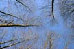 Trees Winter, Canada Stock Photographs