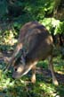 Elk, Grouse Mountain