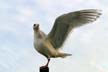 Flying Seagull(s), Vancouver Wildlife