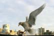 Seagull, Vancouver Wildlife