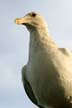 Seagull, Vancouver Wildlife