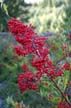 Plants, Canada Stock Photos