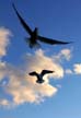 Seagull, Vancouver Wildlife