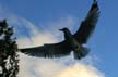 Flying Seagull(s), Vancouver Wildlife