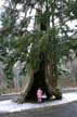 Big Hallow Tree, Stanley Park