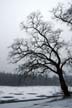 Winter-Lost Lagoon, Canada Stock Photographs