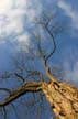 Winter Trees, Canada Stock Photographs