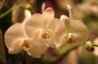 Lonsdale Quay Market Flowers, Canada Stock Photos