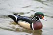 Male Wood Duck, Lost Lagoon