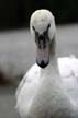 Lost Lagoon Swans, Stanley Park Vancouver