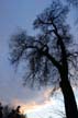 Trees, Stanley Park