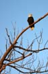 Bald Eagle, Canada Stock Photos