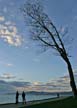 Trees, First Beach