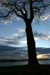 Trees, English Bay