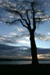 Trees, First Beach English Bay