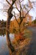 Willows At Fall, Canada Stock Photographs