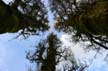 Trees Deep Cove, Canada Stock Photographs