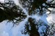 Trees Deep Cove, Canada Stock Photographs