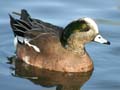 Wildlife, Burnaby Lake