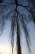 Trees, Canada Stock Photographs