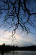 Trees Lost Lagoon, Canada Stock Photographs