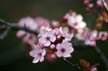 Spring Blossoms, Canada Stock Photographs