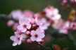 Spring Blossoms, Canada Stock Photographs