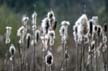 Lost Lagoon Plants, Canada Stock Photos