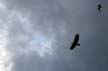 Eagle Flying, Canada Stock Photos