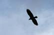 Eagle Flying, Canada Stock Photos