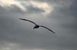 Flying Seagull(s), Canada Stock Photos