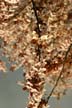 Spring Blossoms-, Canada Stock Photos