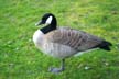 Canadian Goose, Stanley Park Wildlife