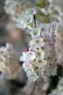 Spring Blossoms, Stanley Park