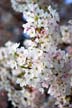 Spring Blossoms, Stanley Park