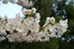 Spring Blossoms, Stanley Park