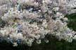 Spring Blossoms, Stanley Park