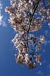 Spring Blossoms, Stanley Park